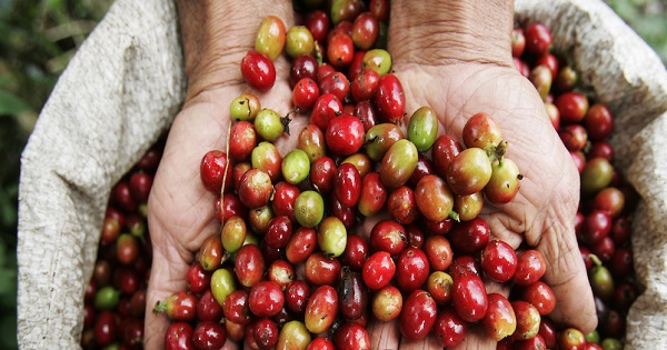 Nespresso annuncia nuovi investimenti per la produzione del caffè nella Colombia post-conflitto