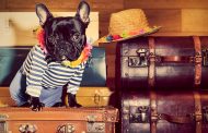 Animali in vacanza: tendenze e consigli per viaggi su misura per cani e gatti
