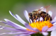 Festa della mamma, idee regalo da 3Bee per proteggere api e biodiversità