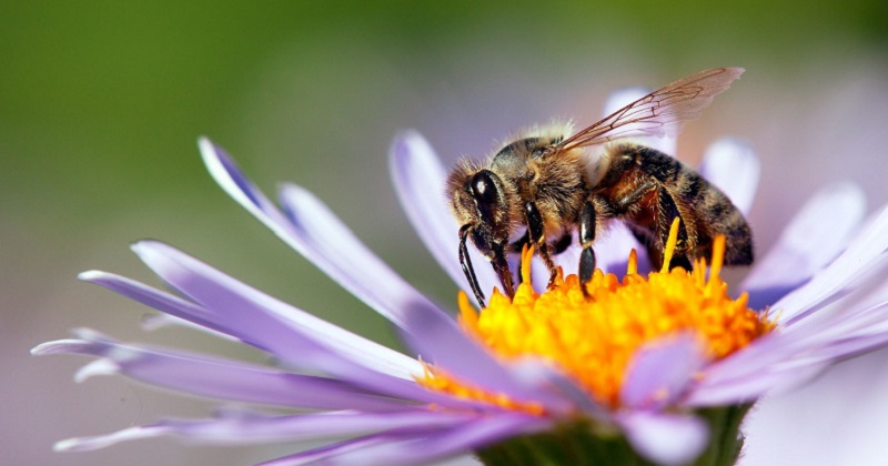 Festa della mamma, idee regalo da 3Bee per proteggere api e biodiversità