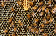 Roncadin adotta 650.000 api per proteggere la biodiversità