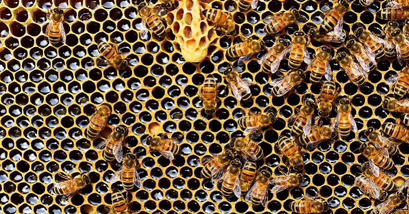 Roncadin adotta 650.000 api per proteggere la biodiversità