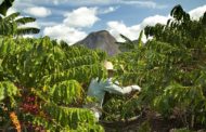 Nestlé lancia il Nescafé Plan 2030 per l’agricoltura rigenerativa