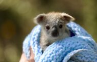 NUII e WildArk: insieme per la salvaguardia dei koala a rischio