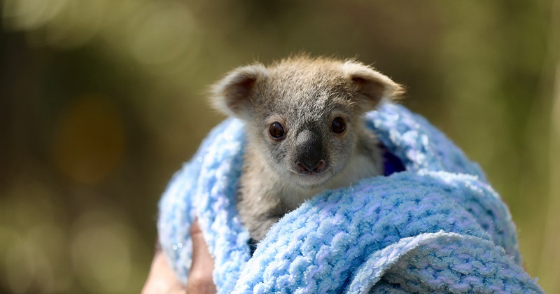 NUII e WildArk: insieme per la salvaguardia dei koala a rischio