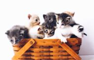 Giornata nazionale del gatto: cresce l’interesse online per i felini