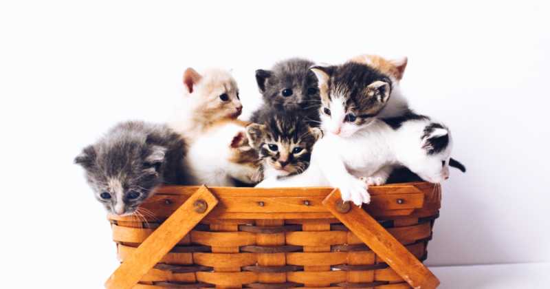 Giornata nazionale del gatto: cresce l’interesse online per i felini