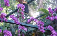 Orchidea: il fiore simbolo di Singapore