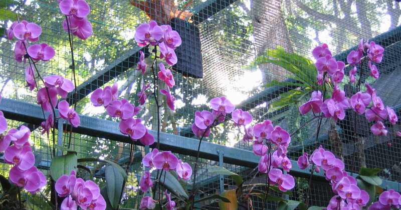 Orchidea: il fiore simbolo di Singapore