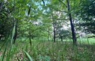 Foreste, studio Rete Clima: fondamentali per la biodiversità